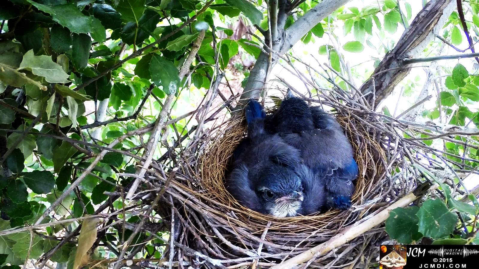 Scrub Jay Documentary chicks resting eyes open